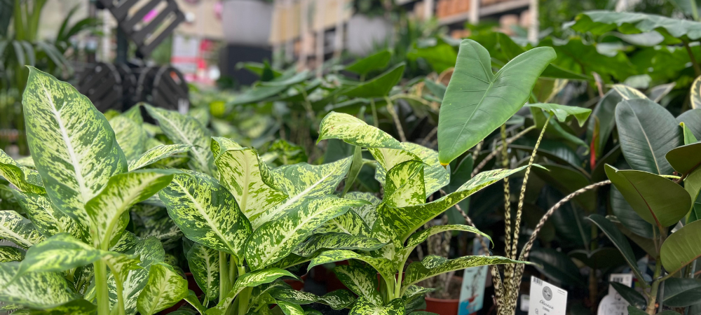 Kamerplanten | GroenRijk Maasbree