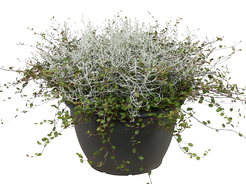 Muehlenbeckia met zilverstuikje: Stijlvolle warboel