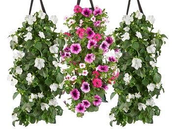 Wandhangers vol zomervibes