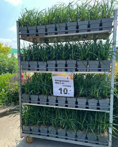 Een impressie van onze Zomersale eerdere edities