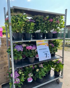 Een impressie van onze Zomersale eerdere edities