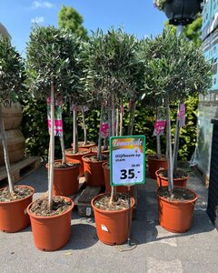 Een impressie van onze Zomersale eerdere edities