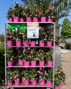 Een impressie van onze Zomersale eerdere edities