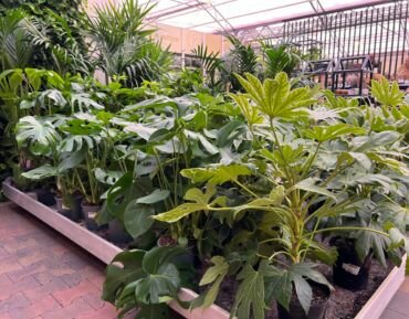 Kamerplantenafdeling GroenRijk Maasbree