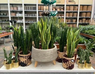 Kamerplantenafdeling GroenRijk Maasbree